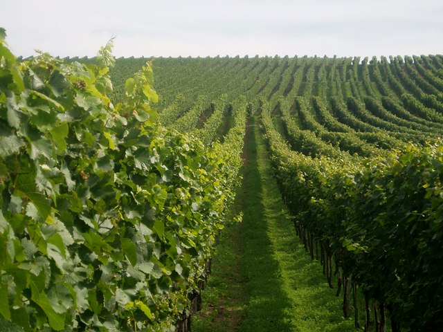 Unz&auml;hlige Weinberge am Radweg