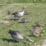 Gänse am Radweg