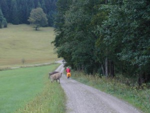 Da staunt das Rindvieh
