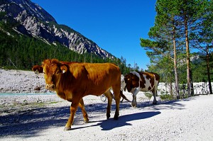 Famlien-Radtouren :: Ihr Spezialist Bayern Radtour