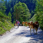 Radtour Münchner Seenrunde :: günstig mit Bayern Radtour