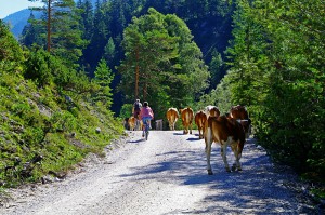 Bodensee Königssee Radweg Alpin