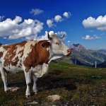 Sternradtouren Hohe Tauern :: günstig mit Bayern Radtour