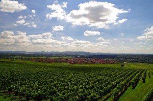 Main Radweg Bamberg Aschaffenburg :: hier günstig buchen